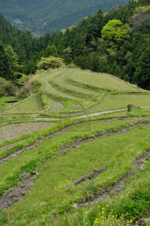 Foto de Hermosa vista de terrazas de arroz en las montañas - Imagen libre de derechos