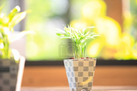 Téléchargez les photos : Plante d'intérieur en pot sur la table - en image libre de droit
