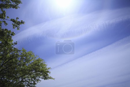 Téléchargez les photos : Vue sur un ciel magnifique et des branches d'arbres verts - en image libre de droit