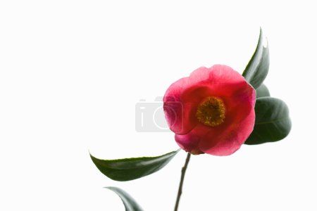 Foto de Hermosa flor rosa aislada sobre fondo blanco - Imagen libre de derechos