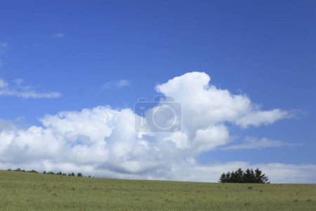 Photo for Beautiful view of green field with trees and blue sky at summertime - Royalty Free Image