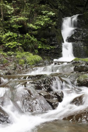 Téléchargez les photos : Cascade en forêt montagneuse - en image libre de droit