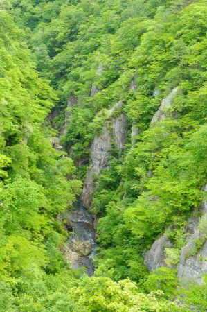Téléchargez les photos : Belle vue sur la forêt sur les rochers - en image libre de droit