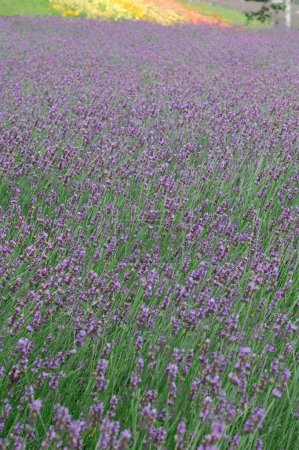 Téléchargez les photos : Belles fleurs de lavande dans le jardin, paysage d'été - en image libre de droit