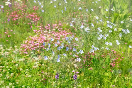 Téléchargez les photos : Champ de belles fleurs sauvages et herbe verte fraîche - en image libre de droit