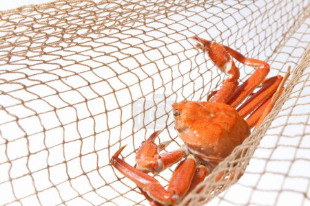 Téléchargez les photos : Crabe sur filet sur fond blanc. - en image libre de droit