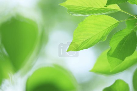 Foto de Hojas verdes de fondo. Fondo natural. hojas verdes en primavera - Imagen libre de derechos
