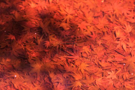 Foto de Hojas de otoño, la temporada de otoño flora - Imagen libre de derechos