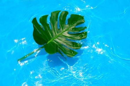 Téléchargez les photos : Feuille verte tropicale avec des gouttelettes d'eau dans la piscine - en image libre de droit