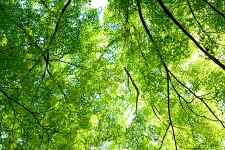 Téléchargez les photos : Branches d'arbres d'été - en image libre de droit