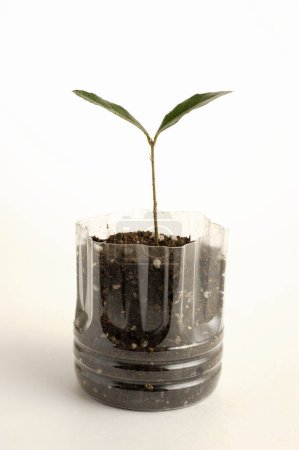 Téléchargez les photos : Plan vertical d'une petite plante poussant en bouteille plastique sur fond blanc - en image libre de droit