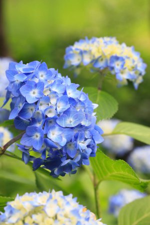 Foto de Flores de hortensias azules en el jardín. vista de cerca - Imagen libre de derechos