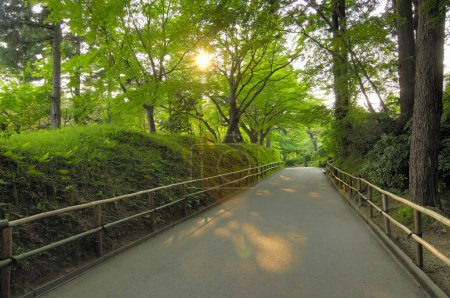 Téléchargez les photos : Belle vue sur ruelle dans le parc d'été au coucher du soleil - en image libre de droit