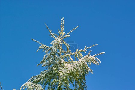 Foto de Ramas verdes de árbol cubiertas de nieve - Imagen libre de derechos