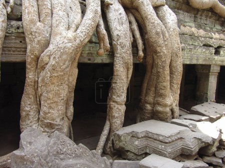 Foto de Gran árbol raíz creciendo sobre ruinas en Angkor wat templo - Imagen libre de derechos
