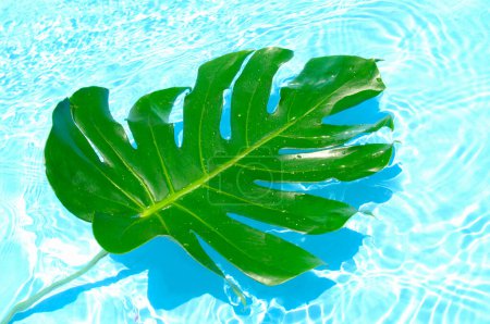 Téléchargez les photos : Feuille verte tropicale avec des gouttelettes d'eau dans la piscine - en image libre de droit
