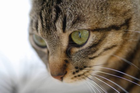 Téléchargez les photos : Portrait d'un chat mignon - en image libre de droit
