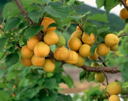 Téléchargez les photos : Vue rapprochée des abricots sur les branches des arbres dans le jardin - en image libre de droit