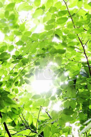 Foto de Ramas verdes de árboles de verano - Imagen libre de derechos