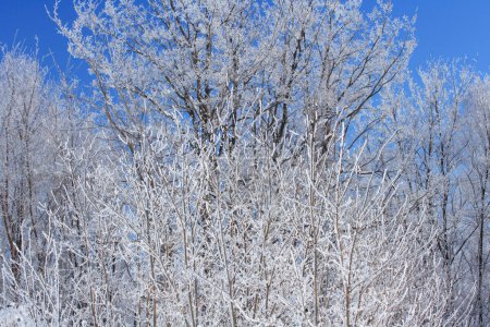 Foto de Paisaje de invierno, hermosos árboles cubiertos de heladas - Imagen libre de derechos