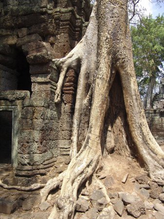 Photo for Big Tree Root growing over ruins in Angkor wat temple - Royalty Free Image