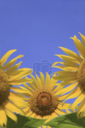 Téléchargez les photos : Beaux tournesols avec le soleil qui brille brillamment dans le ciel bleu - en image libre de droit