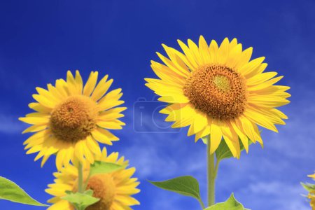 Photo for Close up view of beautiful blooming sunflowers in summer - Royalty Free Image