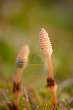 shoots of field horsetail plants growing in the forest 