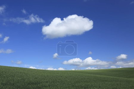 Photo for Beautiful view of green agricultural field and blue sky at summertime - Royalty Free Image