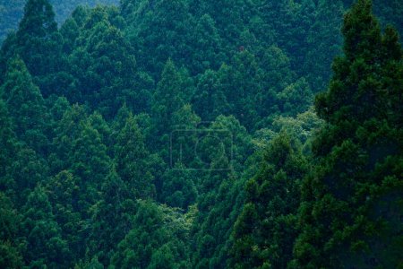 Téléchargez les photos : Belle vue sur les cimes des arbres forestiers - en image libre de droit