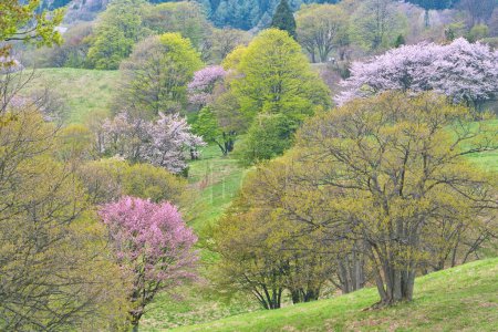 Foto de Hermosa vista de primavera de los árboles en flor - Imagen libre de derechos