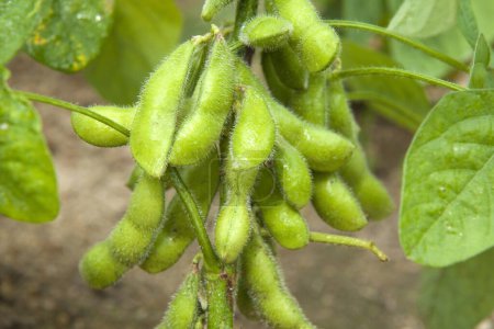 Photo for Green edamame beans with ripening in the garden - Royalty Free Image