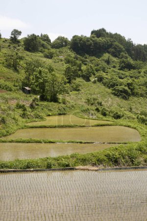 Téléchargez les photos : Belle vue sur la rizière en montagne - en image libre de droit
