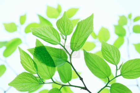 Photo for Fresh green leaves background - Royalty Free Image