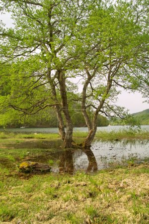Téléchargez les photos : Deux arbres poussant dans le lac - en image libre de droit