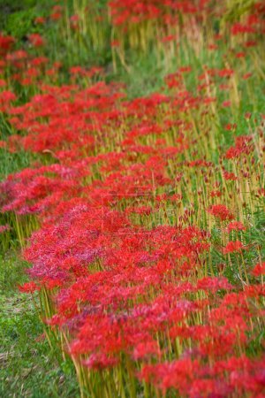 Red spider lily or cluster amaryllis flowers  in  Japan