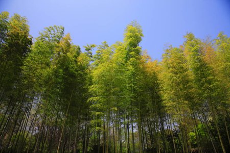 Foto de Árboles verdes en el parque de verano - Imagen libre de derechos