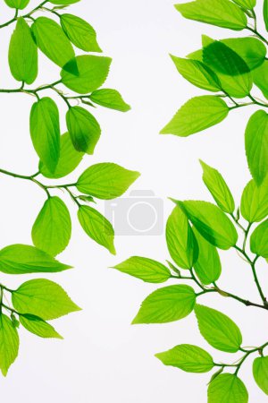 Photo for Fresh green leaves background - Royalty Free Image