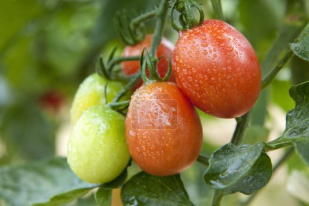 Téléchargez les photos : Gros plan de tomates biologiques fraîches mûrissant sur la branche - en image libre de droit