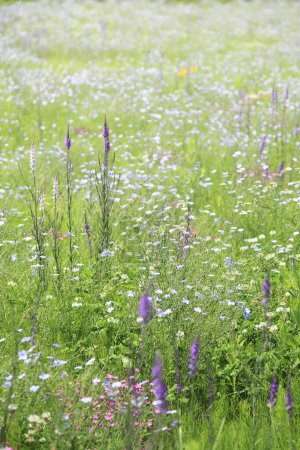Téléchargez les photos : Champ de belles fleurs sauvages et herbe verte fraîche - en image libre de droit