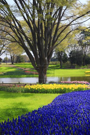 Téléchargez les photos : Fleurs lumineuses dans le parc de la ville, vue de jour - en image libre de droit