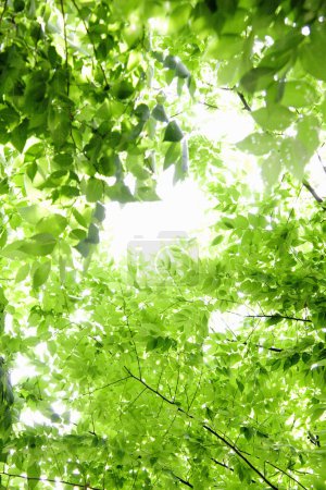 Téléchargez les photos : Branches vertes d'arbres d'été - en image libre de droit