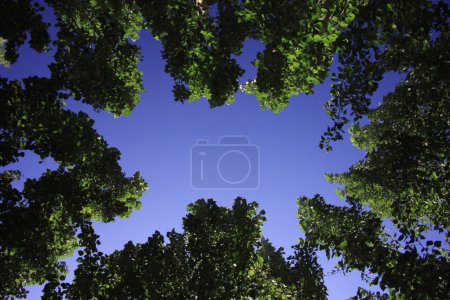 Foto de Hermoso paisaje con árboles verdes y cielo azul - Imagen libre de derechos