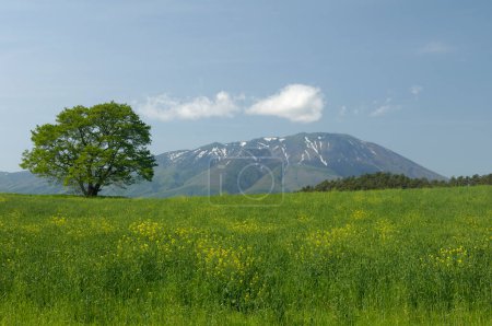 Téléchargez les photos : Belle vue sur pelouse herbeuse, arbre et montagnes sur fond - en image libre de droit