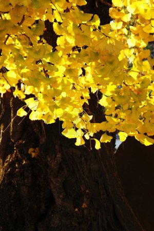 Photo for Beautiful yellow autumn leaves, fall season landscape - Royalty Free Image