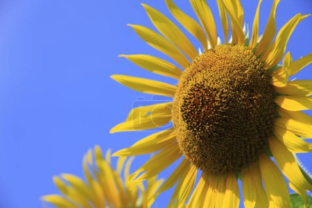 Téléchargez les photos : Beaux tournesols avec le soleil qui brille brillamment dans le ciel bleu - en image libre de droit
