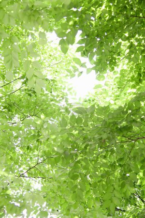 Photo for Green branches of summer trees - Royalty Free Image