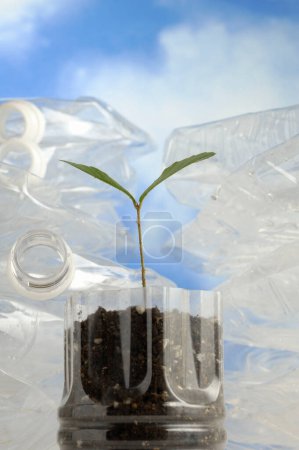 Téléchargez les photos : Jeune plant germé en bouteille plastique, concept écologique - en image libre de droit