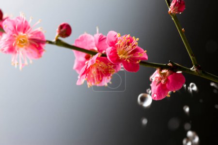Photo for Beautiful pink flowers of spring tree in bloom - Royalty Free Image