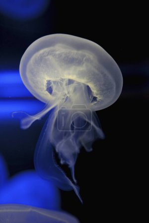 Foto de Hermosas medusas flotando en el agua de mar - Imagen libre de derechos